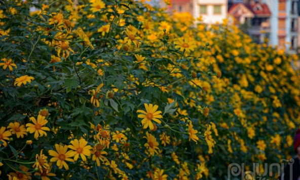 Hà Nội: Mùa hoa dã quỳ nở rộ thu hút nhiều người đến chụp ảnh