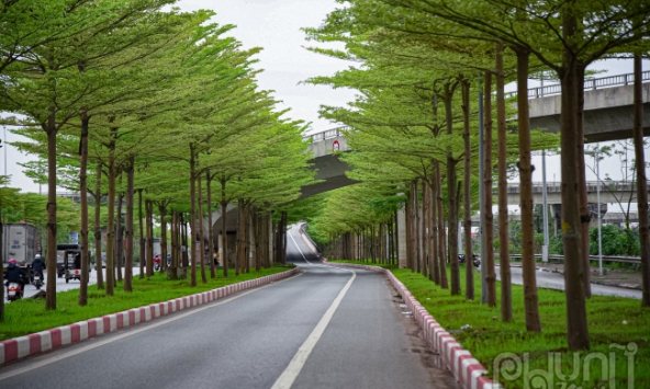 Bàng lá nhỏ xanh mướt, đẹp nao lòng tại nút giao hot nhất Hà Nội