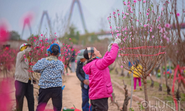 Làng đào Nhật Tân nhộn nhịp những ngày cận tết