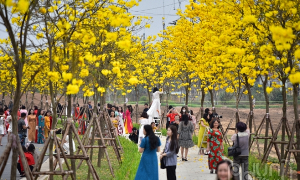 Nô nức chụp ảnh cùng hoa phong linh