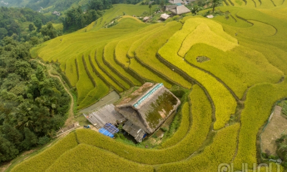 Ngắm mùa vàng ở Xà Phìn (Vị Xuyên, Hà Giang)
