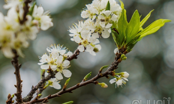 Hoa rừng xuống phố hút khách Thủ đô chơi Tết sớm