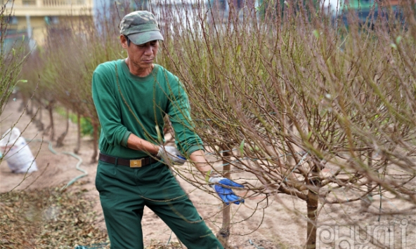 Làng đào Nhật Tân hối hả vào vụ Tết