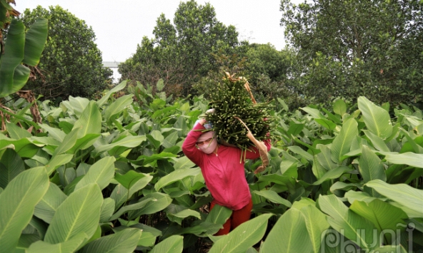  Vựa lá dong lớn nhất nhì Hà Nội vào vụ tết Nguyên đán 2024