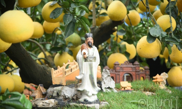 Bưởi bonsai giá trăm triệu bày bán vỉa hè phục vụ khách cận Tết