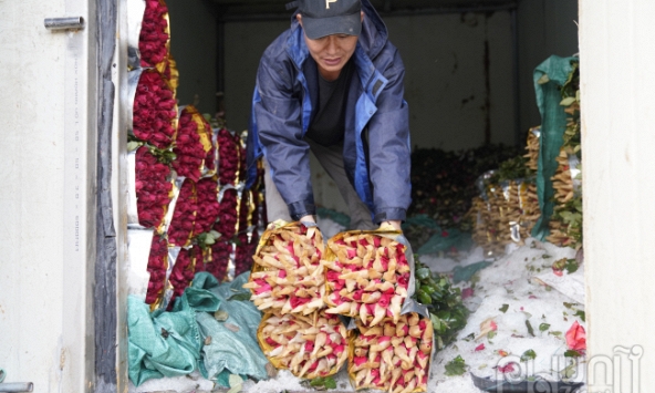 Thủ phủ trồng hoa hồng Mê Linh tất bật thu hoạch trước ngày 8/3