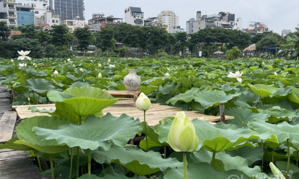 Sen Hồ Tây nở sớm những ảm đạm vắng khách, chủ đầm lao đao