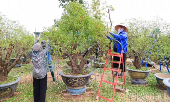 Làng đào Nhật Tân tuốt lá chuẩn bị cho vụ Tết Nguyên đán 2025