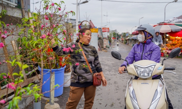 Đào, quất xuống phố như báo hiệu Tết đang về