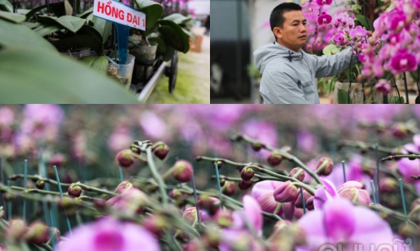 Vườn hoa lan hồ điêp lớn nhất Hà Tĩnh tất bật vào vụ Tết