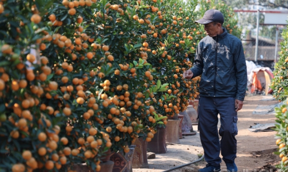 Giữ gìn nét đẹp truyền thống: Nghệ nhân Tứ Liên chia sẻ kinh nghiệm trồng quất