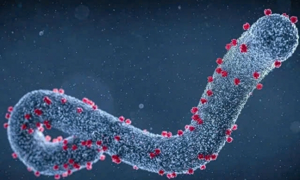 WHO cảnh báo nguy cơ bùng phát virus Marburg ở châu Phi