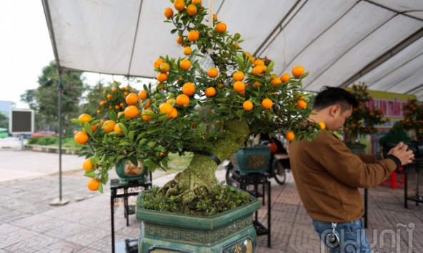 Quất cần thăng: Xu hướng chơi Tết mới đang hút khách 