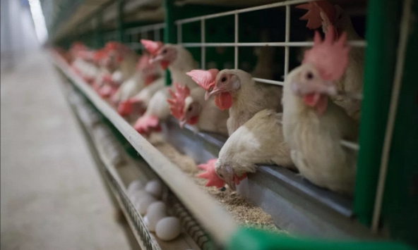 Nhà khoa học Nga đề xuất giải pháp nâng cao hiệu quả sản xuất thức ăn cho cá, gia cầm