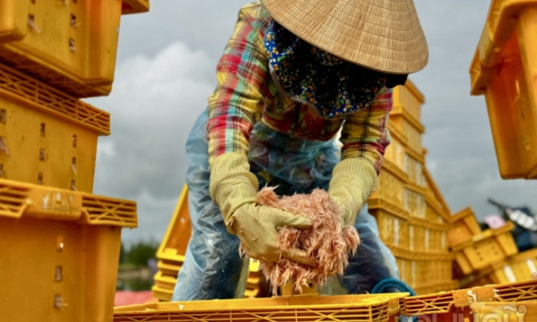 Ngư dân Bình Châu thu nhập hơn chục triệu mỗi ngày nhờ được mùa ruốc biển