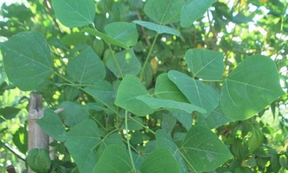 Từ cây ven đường đến triển vọng hỗ trợ điều trị tiểu đường, câu chuyện về cây Vông nem