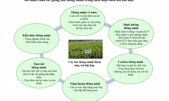 Ứng dụng công nghệ tiên tiến chọn giống lúa phát thải khí mê tan thấp (Orysa sativa. L) phù hợp với biến đổi khí hậu