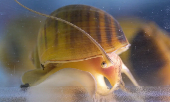 Ốc bươu vàng Nam Mỹ mở ra hy vọng mới cho nghiên cứu tái tạo mắt
