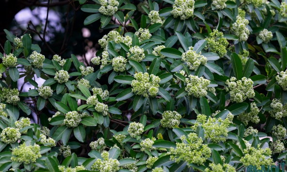 Mùa hoa sữa trở về – Hương ký ức giữa lòng Hà Nội