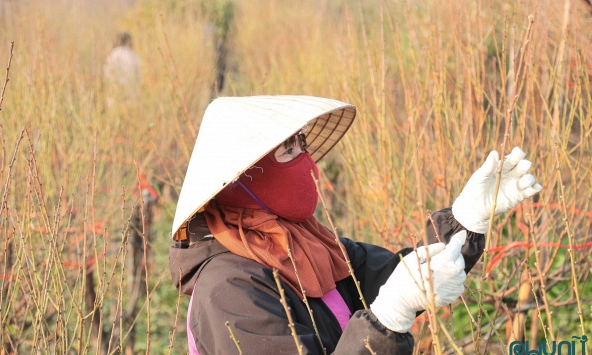 Cận Tết, vườn đào Nhật Tân nhộn nhịp mùa tuốt lá