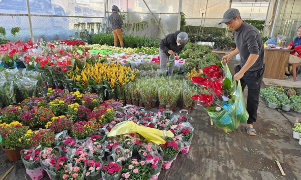 Làng hoa Xuân Quan nhộn nhịp vụ hoa Tết Bính Ngọ 2026