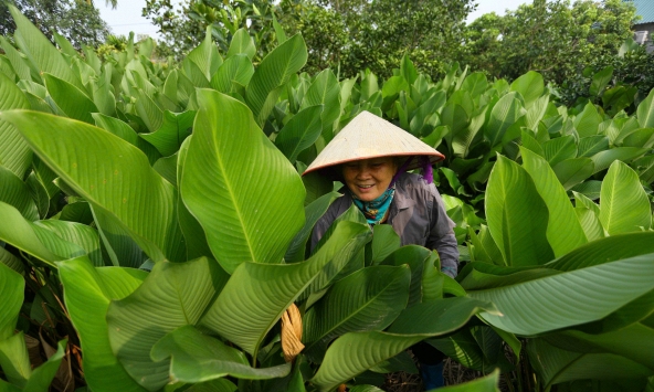 Những chiếc lá dong làm nên mùa Tết ở Tràng Cát