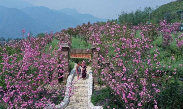 Ngỡ ngàng sắc hồng Anh đào kép phủ kín Fansipan tháng 4