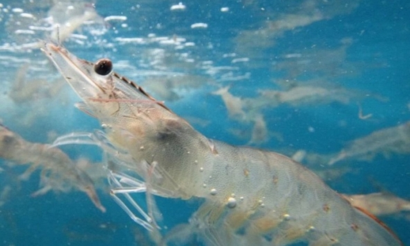 Công nghệ BioRAS và nỗ lực lấp khoảng trống nghiên cứu trong nuôi tôm độ mặn thấp