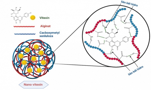 Nhóm nghiên cứu của TS. Ngô Thị Hoài Thu chế tạo thành công nanovitexin, mở hướng mới hỗ trợ điều trị đái tháo đường