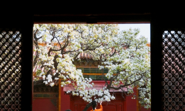 Có bao nhiêu loài hoa trong vườn thượng uyển Tử Cấm Thành?