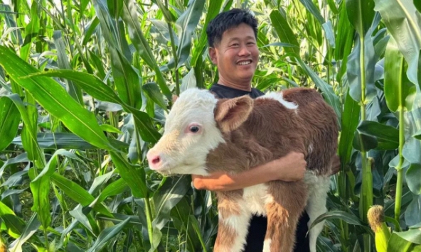 Chuyện nghề bác sĩ thú y ở nông thôn: Cả ngày 'lặn ngụp' trong chuồng gia súc, hy sinh giấc ngủ để cứu lấy cả gia tài của dân làng