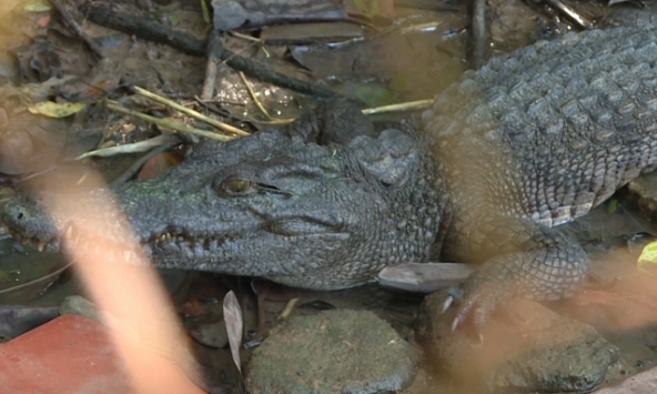 Tạm ngưng hoạt động công viên liên quan 6 con cá sấu sổng chuồng ở Kiên Giang