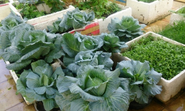 Những loại rau xanh phù hợp với sân thượng trong vụ thu đông
