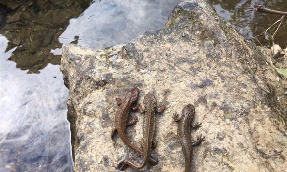 Phát hiện loài cá “Bèo Cao” có chân kì lạ ở Cao Bằng