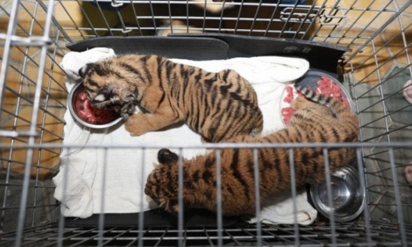 Hai đối tượng tình nghi vứt lại 2 con hổ còn sống bên đường để tháo chạy