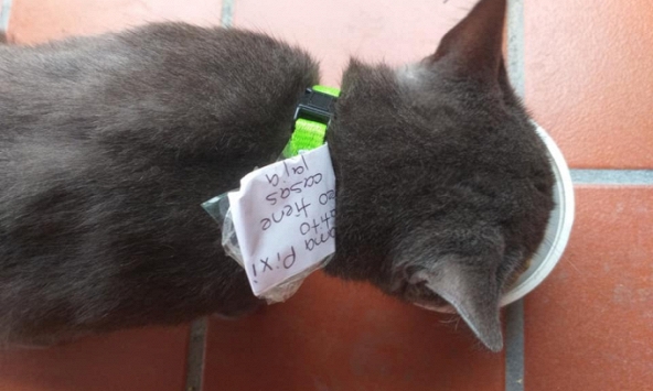 Gia đình phát hiện ra con mèo của họ đã sống một cuộc sống hai mặt