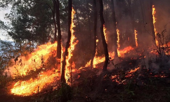 Chủ tịch nước trao tặng huân chương cho người phụ nữ quên thân chữa cháy rừng