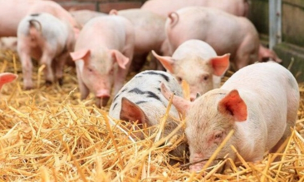 Giá heo hơi hôm nay 18/5/2026: Thị trường sẽ quay về mốc 62.000 đồng/kg?