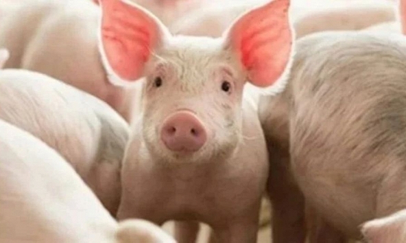 Giá heo hơi ngày 21/5/2026: Đồng loạt tăng trên cả 3 miền