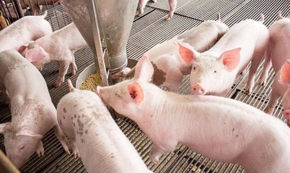 Giá heo hơi hôm nay 29/5/2026: Tiếp tục giảm tại miền Bắc