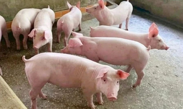 Giá heo hơi ngày 31/5/2026: Đà giảm tiếp diễn tại nhiều địa phương