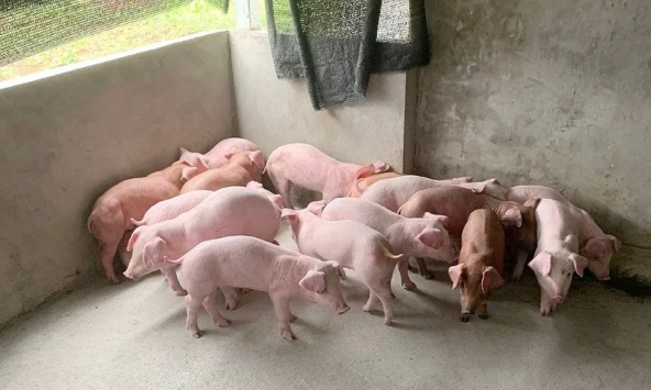 Giá heo hơi ngày 3/6/2026: Lặng sóng trên cả nước