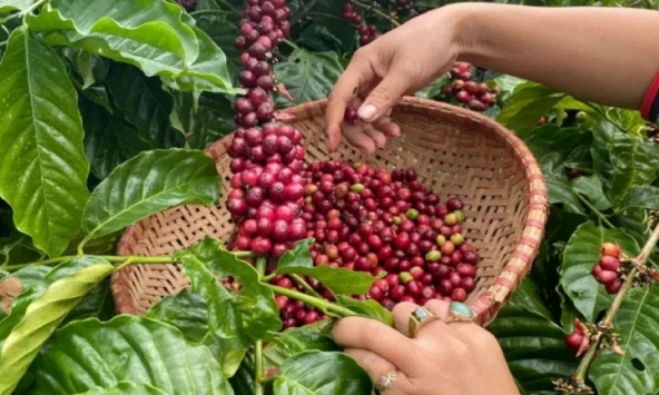 Giá nông sản hôm nay ngày 7/6/2026: Cà phê chạm đáy, heo hơi tiếp tục hạ nhiệt