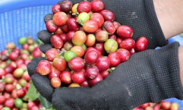 Giá nông sản ngày 18/6/2026: Cà phê, hồ tiêu cùng giảm nhẹ