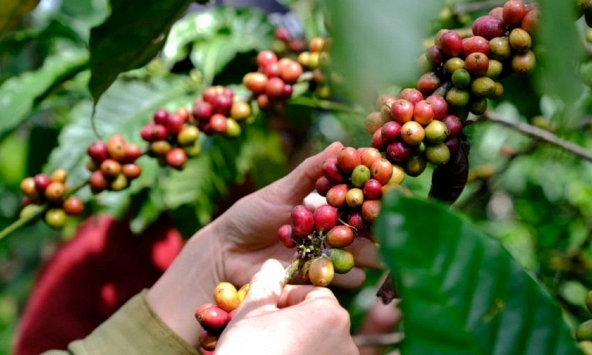 Giá nông sản ngày 20/6/2026: Cà phê cán mốc 90.000 đồng/kg, hồ tiêu và heo hơi lặng sóng