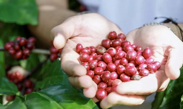 Giá nông sản ngày 25/6/2026: Cà phê và hồ tiêu đồng loạt lấy lại đà tăng