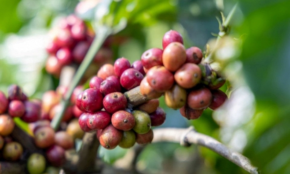 Giá nông sản ngày 26/6/2026: Cà phê bật tăng áp sát mốc 90.000 đồng/kg