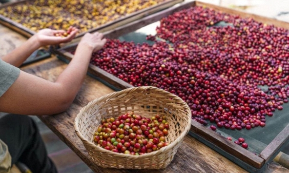 Giá nông sản ngày 27/6/2026: Cà phê vượt ngưỡng 90.000 đồng/kg, heo hơi miền Bắc tiếp tục hạ nhiệt