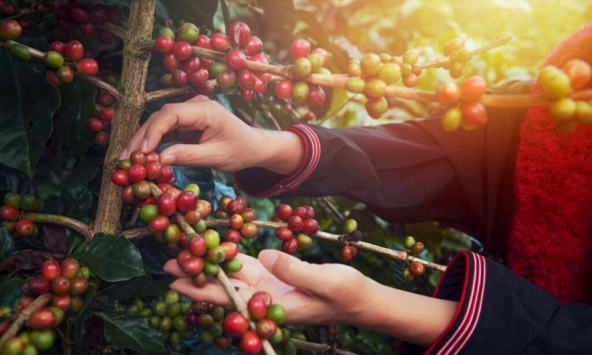 Giá nông sản ngày 2/7/2026: Cà phê bật tăng mạnh, heo hơi giảm trên diện rộng