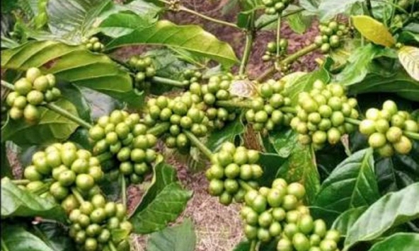 Giá nông sản ngày 8/7/2026: Cà phê bật tăng mạnh, hồ tiêu đi ngang